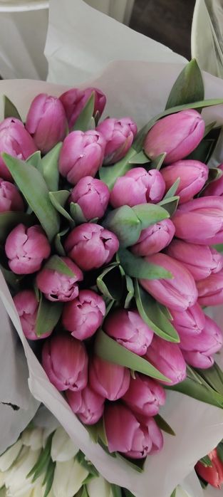 Тюльпаны оптом по очень 450 тг