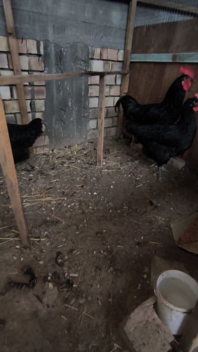 Yosh qora shaxzoda oila sotiladi