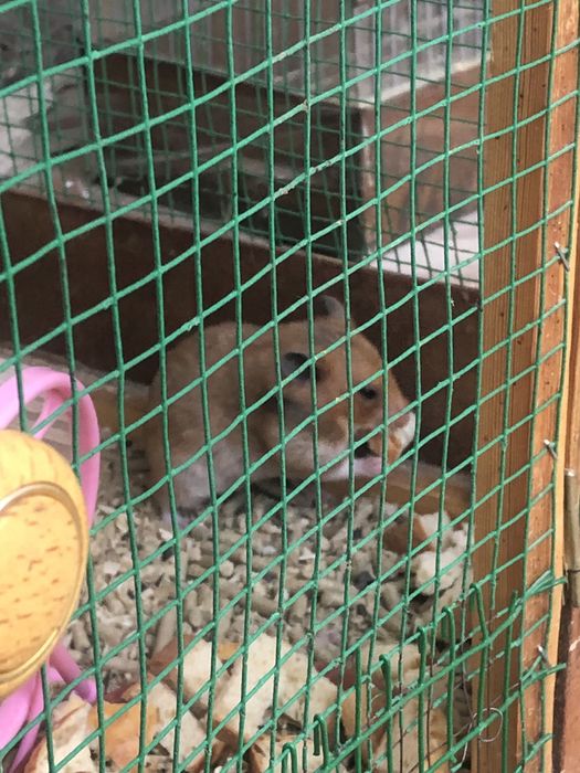 Srochna hamster hamyakla sotiladi