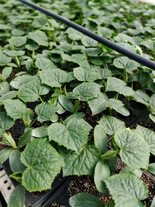 Разсад КРАСТАВИЦИ Тиквички, Пъпеш,Дини