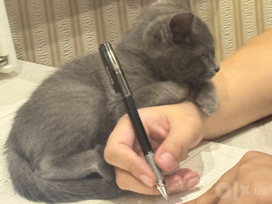 отдам даром котенка