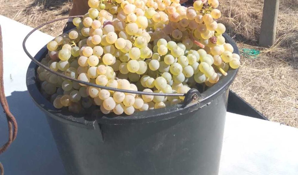 Struguri fetească regala  de vanzare
