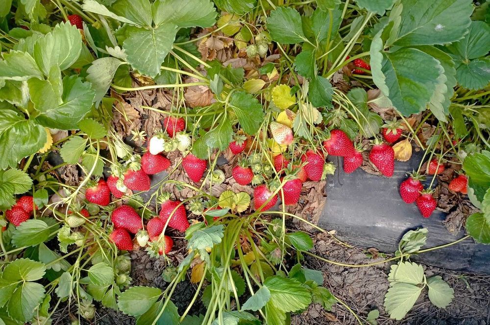 Stoloni CAPSUNI / FRAGI / drajoni ZMEURĂ / butași MURE