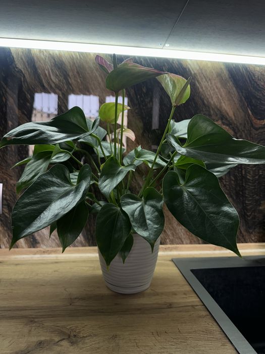 Антуриум, розовый