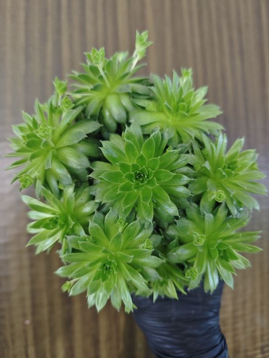 Комнатные  цветы