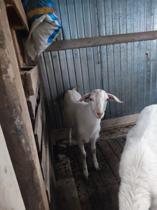 Сұтті ешкі дақтары сатылады еркек лақтар