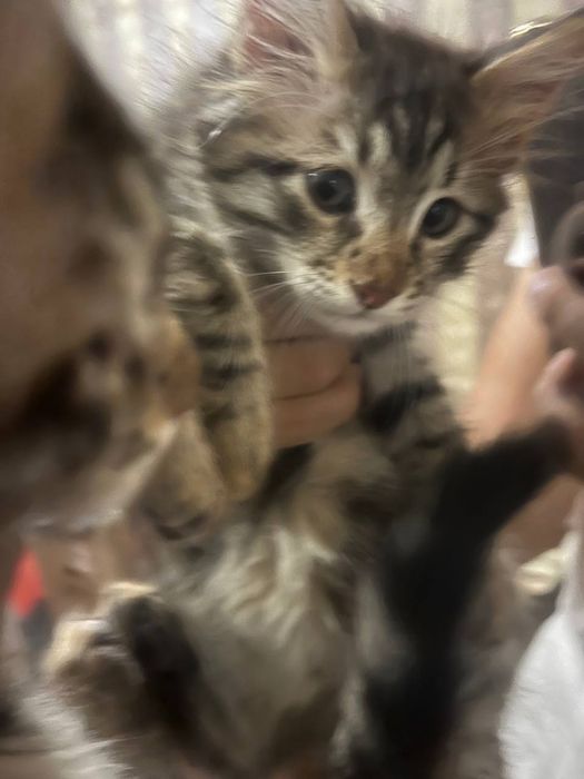 Отдадим в добрые руки