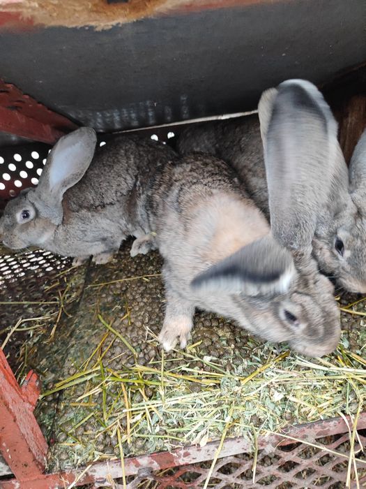 Pui Urias german de vazare