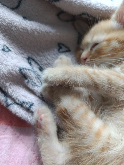 Котята крысоловы шикарные