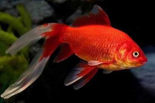 Золотая рыба Комета вуалехвостая