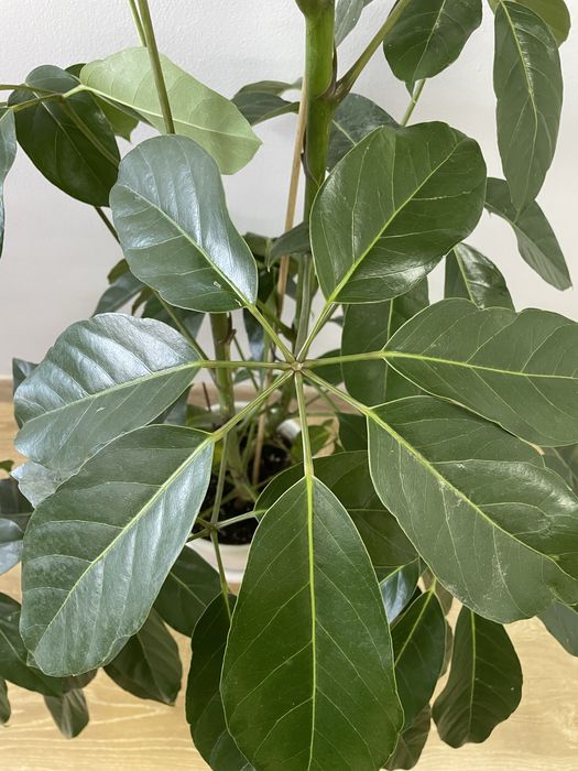 Комнатный цветок шеффлера