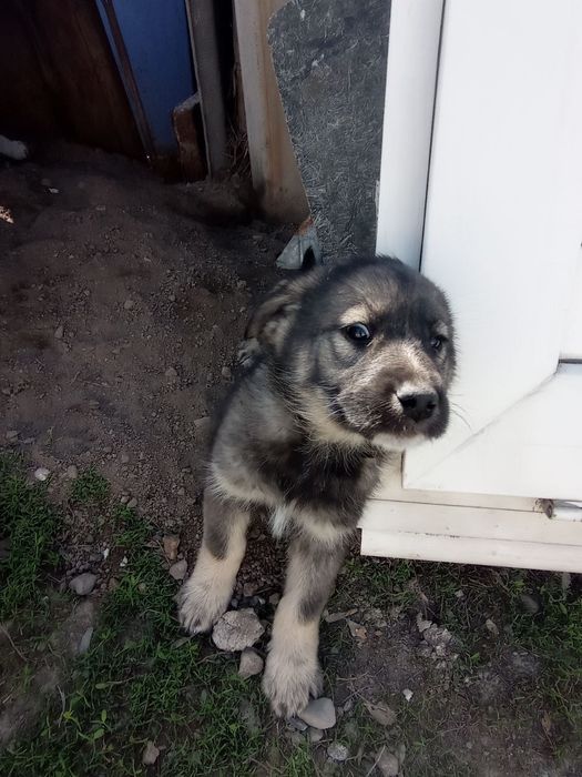 Щенки, здоровые крепкие.