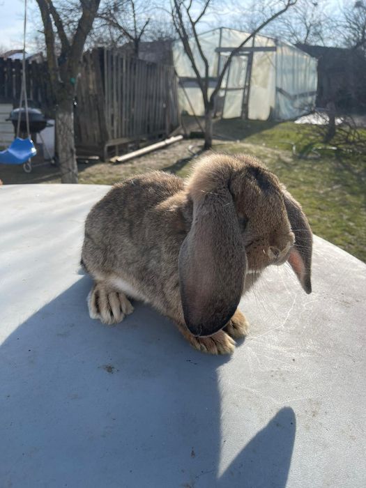 Vând iepuri  de rasa