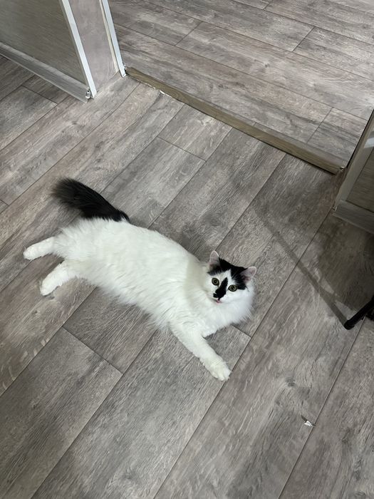 Отдам кошку в добрые руки