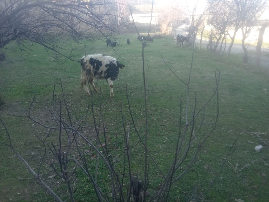 10 sotuq yer sotiladi