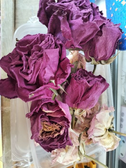 Сухоцветы для творчества