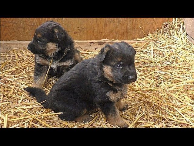 Щенки немецкой овчарки