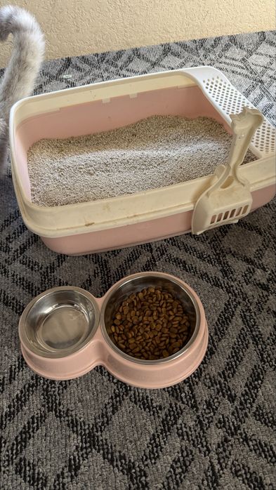 Scottish Straight (Silver Chinchilla) o’g’il mushuk sotiladi. 9 oylik