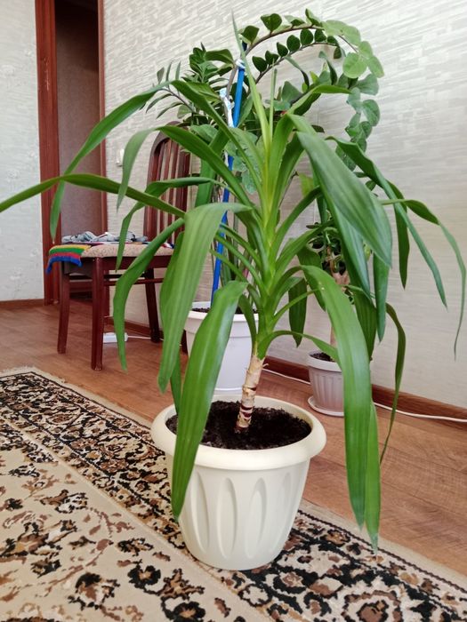 домашние цветы продам