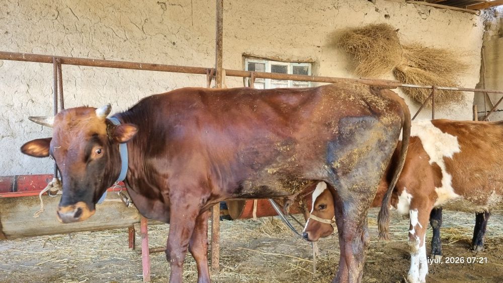 Buqa sotiladi tez va arzon