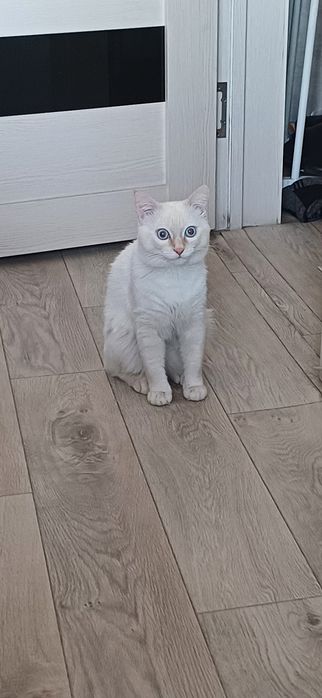 Вязка кот ищет кошку