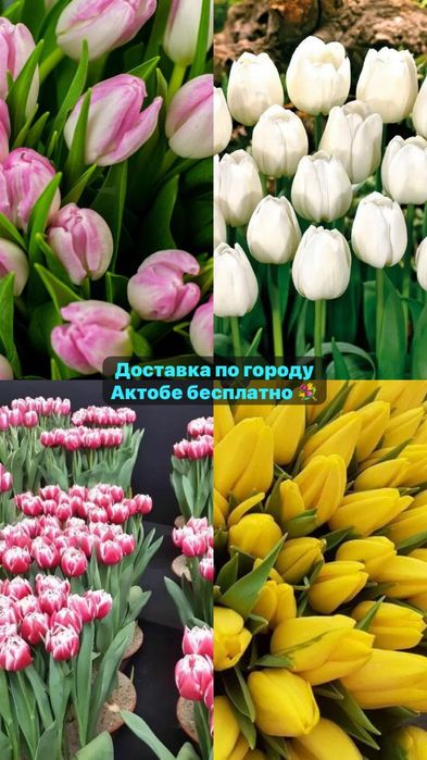 Тюльпаны оптом и в розницу