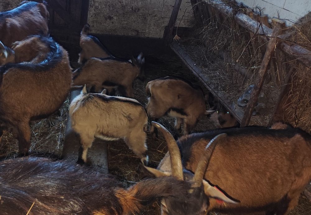 Vând iezi alpin francez