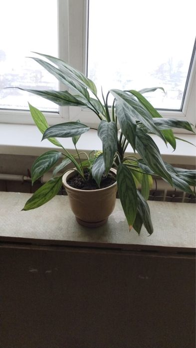 Продам аглаонему