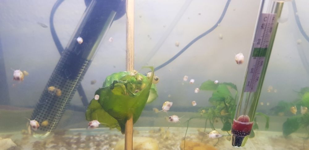 Melci de apa Pomaceea galbeni