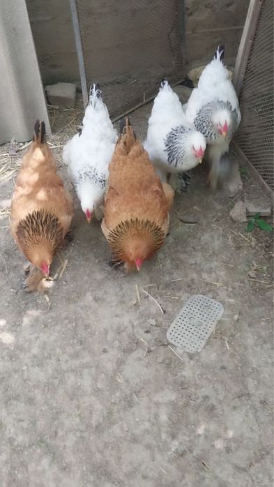 Tovuq va xoroz