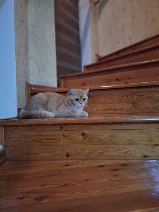 Skottish strayt 10 oylik