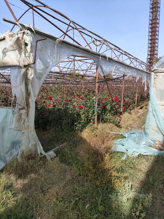 Biogomus va qizil kalifõrniya chuvalchanglari