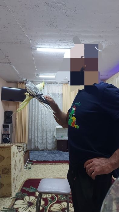 Продам два попугая самка и самец с клеткой