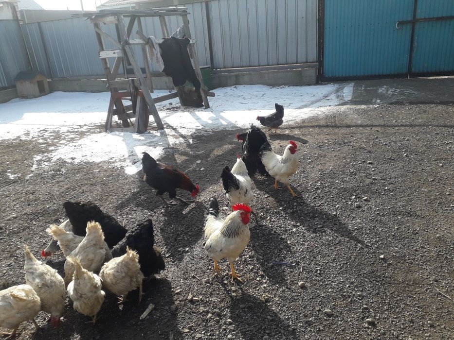 Продам домашних  разных петухов