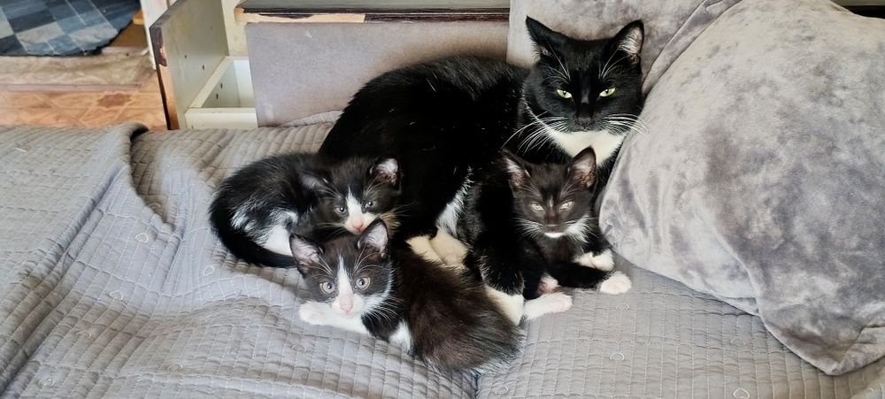Отдам котят в добрые руки