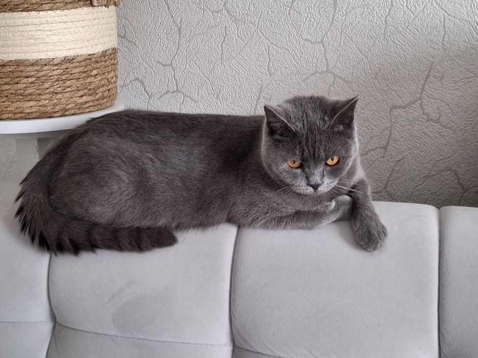 Продаются котята скотиш страйт.
