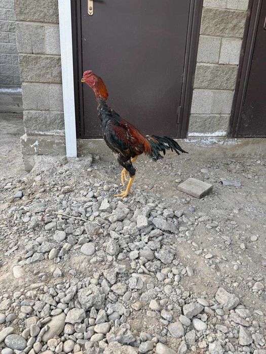 Бойцовый петух           .