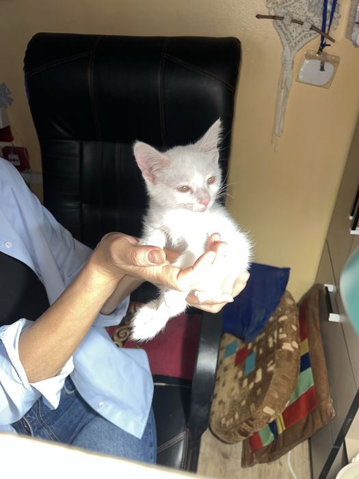 Отдам белого котенка добрые руки