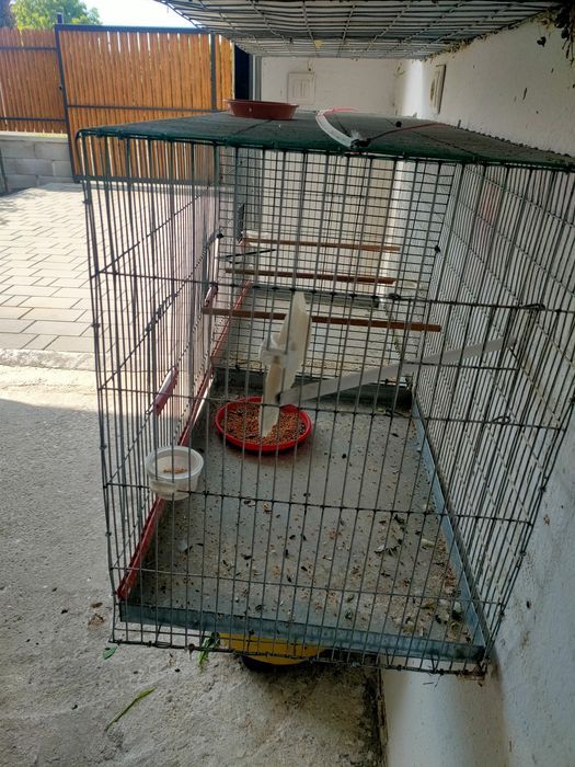 Colivie XXL 120-50-50