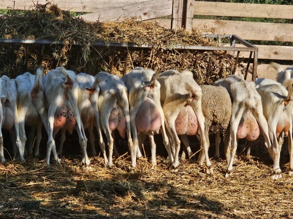 Vand capre sannen cu certificat de origine