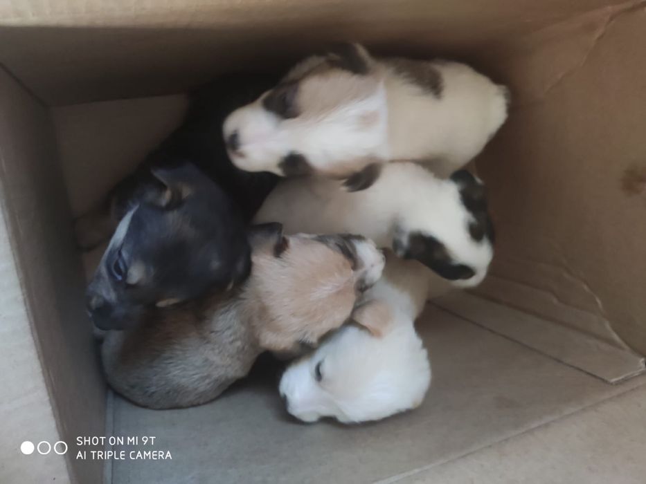 Дарю бесплатно щенков