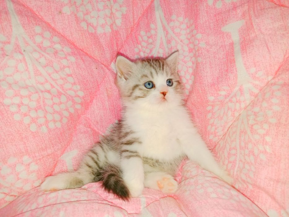 чистокровный шотланский Страйт