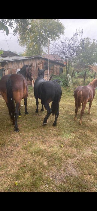 Iapa semi grea de 7 pe ani in aprilie ,1,75 la greaban