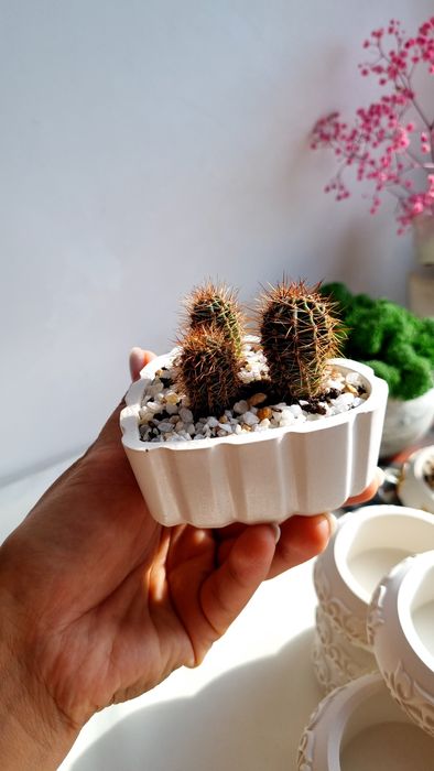 Продам Кактус в кашпо