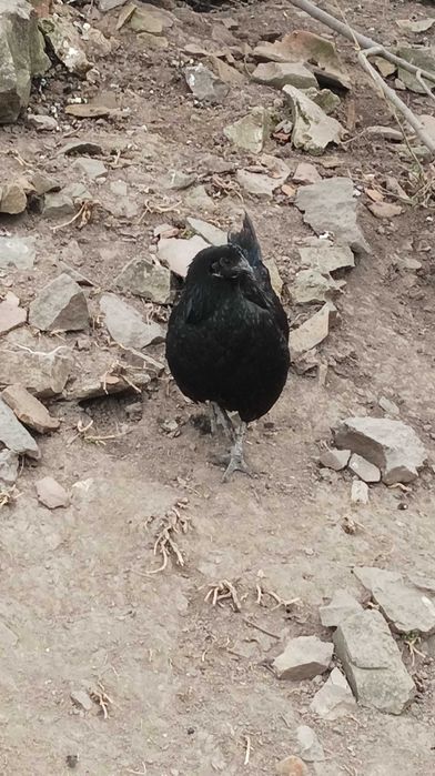 Оплодени яйца от аям кемани