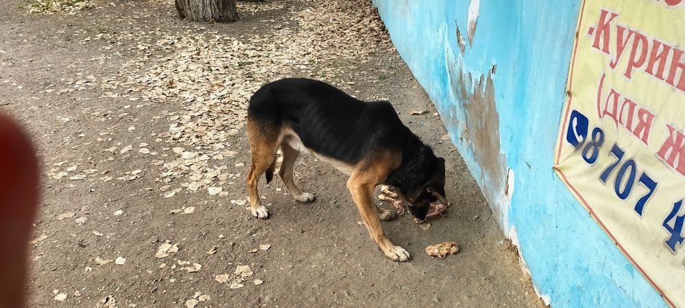 Потеряшка овчарка