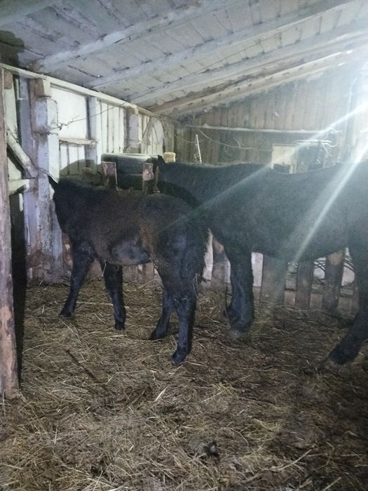Продам кобылу с жеребенком