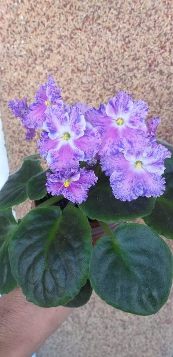 Продам детки сортовых фиалок