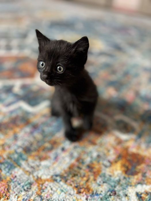 Котята Бесплатно