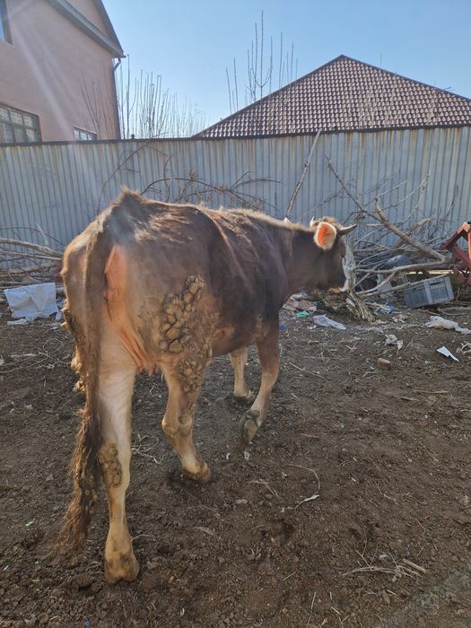 Телка алатауская